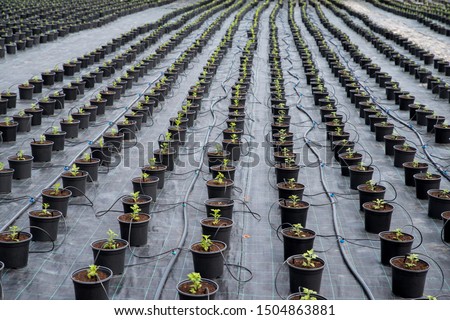 Chrysanthemum flower seedling planting plots in row. Drip Irrigation System. Weed barrier block landscape fabric.