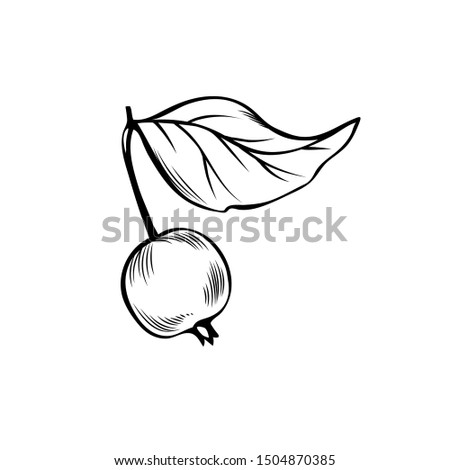 Ripe fruit with leaf hand drawn vector illustration. Healthy nutrition, vitamin diet sketch symbol. Delicious fresh apple, organic food monochrome drawing. Vegetarian dessert, natural juice ingredient