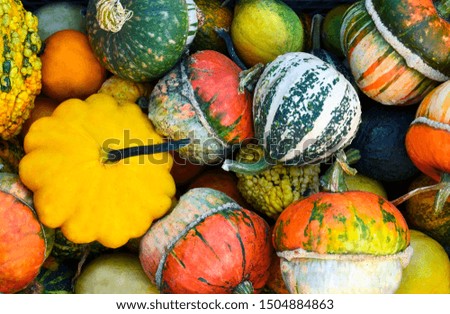 Colorful pumpkins as a background.
Autumn harvest,Halloween or Thanksgiving concept.Selective focus.