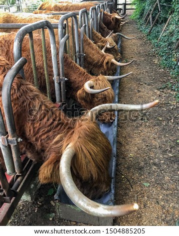 A close up photo of Highland Cows being fed at a farm