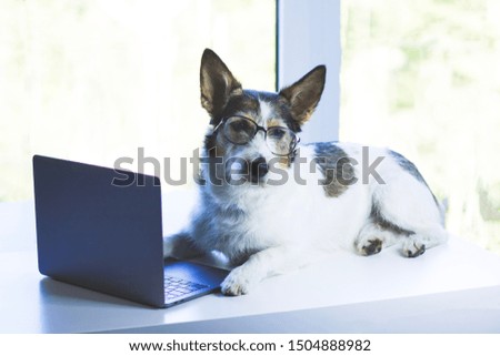 A sad dog sits at a laptop, a terrier is resting in front of a laptop. Puppy in glasses for vision on a white background near the window. Serious dog in a business concept. Copy Space