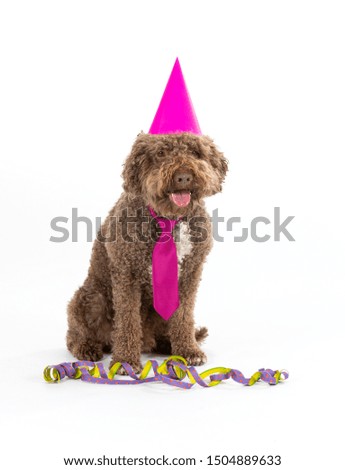 Birthday card concept image with funny dog. Dog is wearing a hat as a costume for party. Copy space, isolated on white.