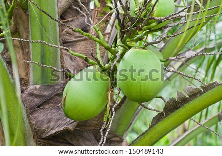   young coconut