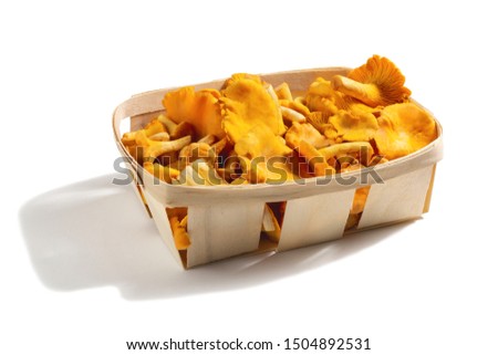 Group of edible forest chanterelle mushrooms in a wooden box of veneer isolated on white background