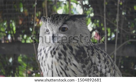 Eagle owl sitting and looking on the background of tree leaves