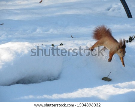 Squirrel jumping in snowdrifts in winter