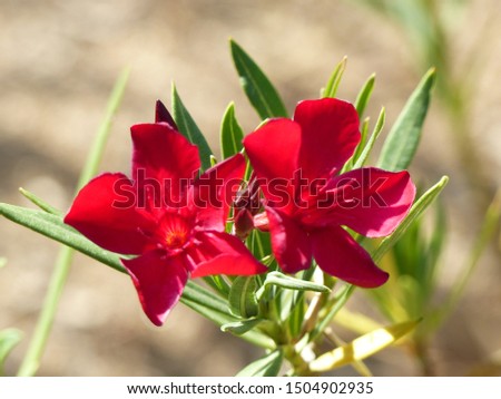 Zoomed flowers with lot of exotic colors