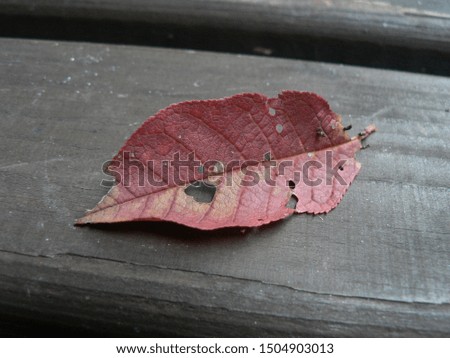 autumn - red leaf on wooden plank