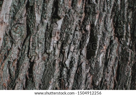 Dry old tree bark texture background