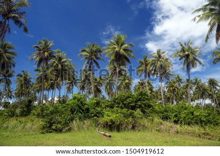 Palm grove on the shore of the azure sea on a background of blue sky with white clouds. Idyllic picture of a paradise island with coconut palm trees in Rawai beach, Phuket island, Thailand