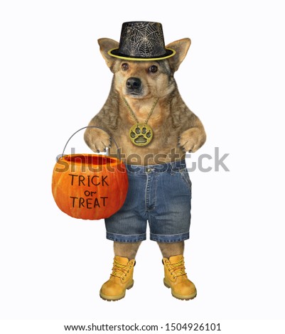 The dog in a hat, shorts and boots is holding a pumpkin basket for Halloween. Trick or treat. White background. Isolated.