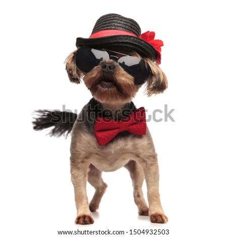 young yorkshire terrier wearing black hat, sunglasses and red bowtie, standing isolated on white background, full body