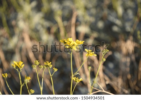 Beautiful yellow desert wild flowers