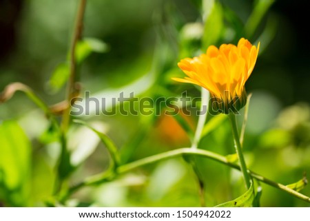 Calendula arvensis, daisy, field marigold, with green twigs, stem