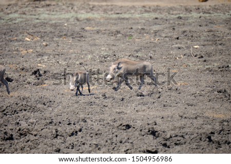 Warthogs in Mana Pools, Zimbabwe