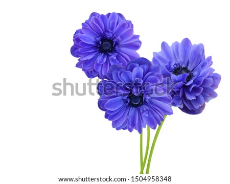 A blue anemone flower bunch isolate white background