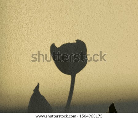 shadow of flowers against a white wall