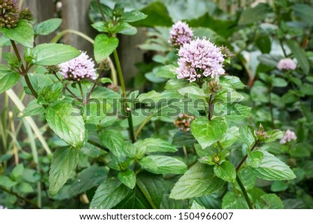 Flowering Peppermint (Mentha  piperita) plant in a garden Royalty-Free Stock Photo #1504966007