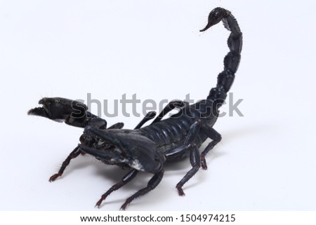 Black Asian forest scorpion (Heterometrus) Poisonous insects can be found in tropical forests in Asia isolated on a white background