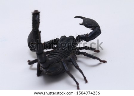 Black Asian forest scorpion (Heterometrus) Poisonous insects can be found in tropical forests in Asia isolated on a white background