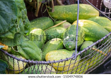 organic green cucumbers freshly harvested in a metal basket on the farmer’s market, selected focus, narrow depth of field