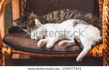 Two cats sleep on a wicker chair. Pets