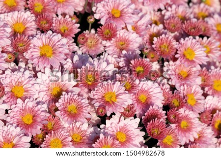 Pink chrysanthemum flowers, colorful floral background, selective focus. Festive beautiful pattern, symbol of autumn