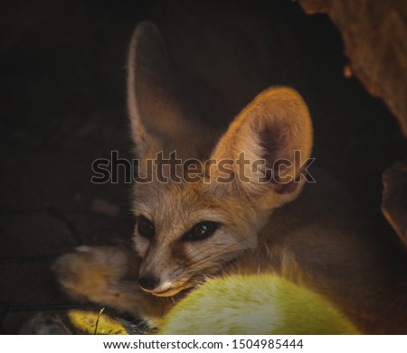fox that was sleeping just seconds before that picture