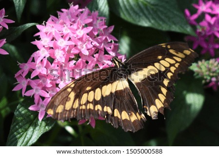 A Giant Swallowtail Butterfly on a Flower