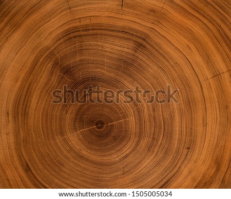Old wooden oak tree cut surface. Detailed warm dark brown and orange tones of a felled tree trunk or stump. Rough organic texture of tree rings with close up of end grain. Royalty-Free Stock Photo #1505005034