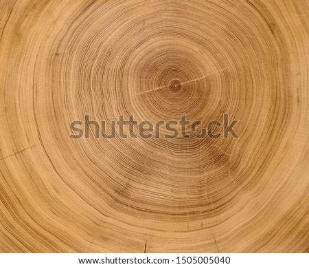 Old wooden oak tree cut surface. Detailed warm dark brown and orange tones of a felled tree trunk or stump. Rough organic texture of tree rings with close up of end grain. Royalty-Free Stock Photo #1505005040