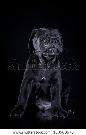 cute puppy dog in the decorations Cane Corso