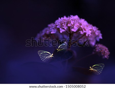 Butterflies on violet flower hydragea. Fantastic image, beautiful abstract image macro close up. Wallpaper, background, postcard, etc.