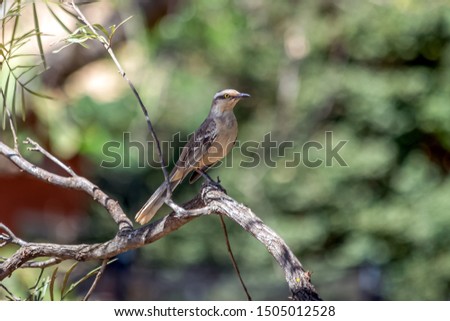 The chalk-browed mockingbird also know Sabia-do-campo on the branch of tree. Species Mimus saturninus. It's a typical bird from the south-central region of Brazil. Bird lover. Birdwatching. Nature.