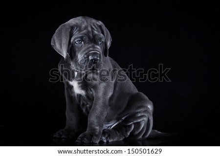 cute puppy dog in the decorations Cane Corso