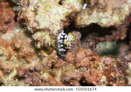 Sea Slug _ Phyllidia elegans