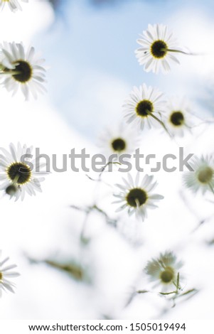 Light camomiles shot from beneath on milky white background