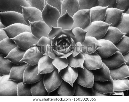 Black and white Sempervivum succulent plant. Nature geometry