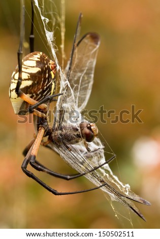 Female Garden Spider With Dragonfly In Web