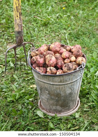 Hay fork and fresh raw organic potatoes in old metal bucket outdoors.