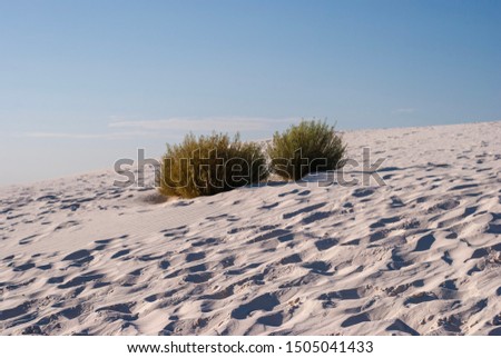 two shrubs in the desert