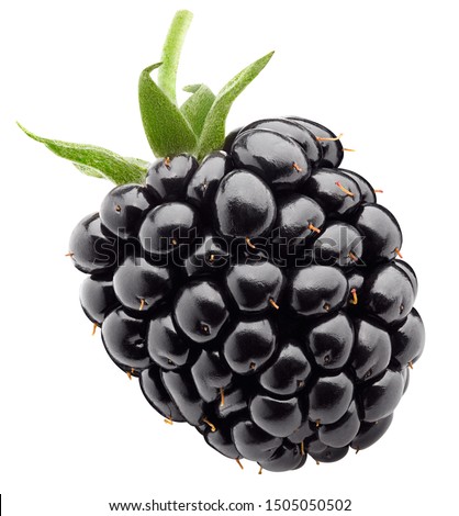 blackberry isolated on white background, clipping path, full depth of field Royalty-Free Stock Photo #1505050502
