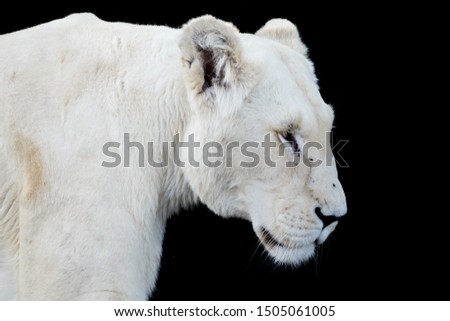 Beautiful white lioness, observing in a black background, well detailed pic, standing in a safari park with other lions. the fur is very fluffy and the eyes are yellow