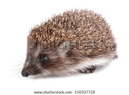 Small hedgehog in front isolated on white background