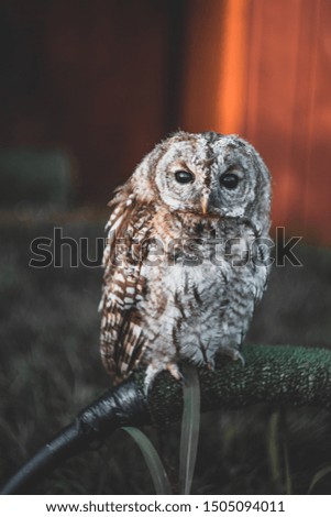 A white faced cute owl , based in zoo
