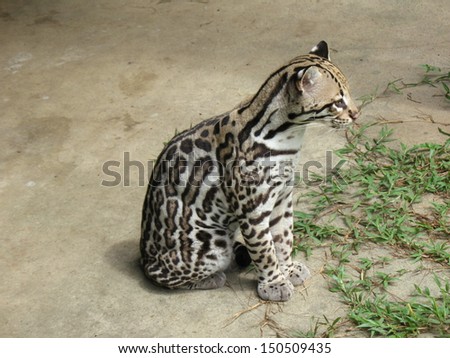 The ocelot (Leopardus pardalis), also known as the dwarf leopard, is a wild cat distributed extensively over South America
