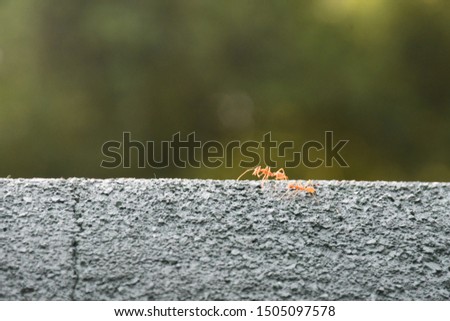 The creative ant  picture photography