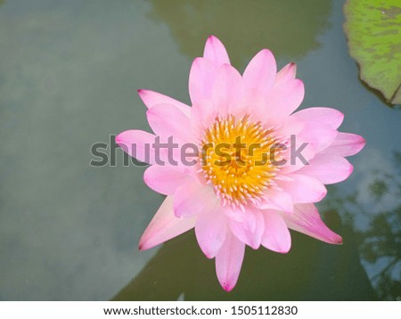 Lotus flower blooming on the water.