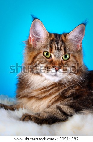 maine coon cat on a colored background