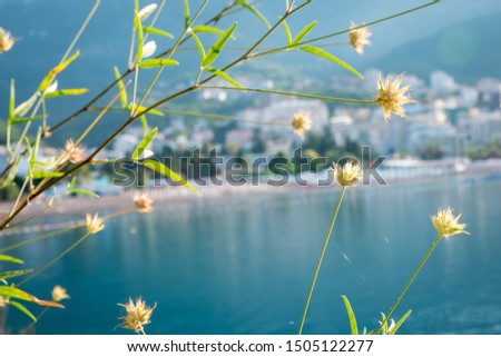 Close up of grass with flowers with sea in the background